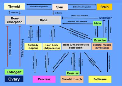 Editorial: Organs integrative endocrinology - the interplay between the pathways regulating endocrine organs